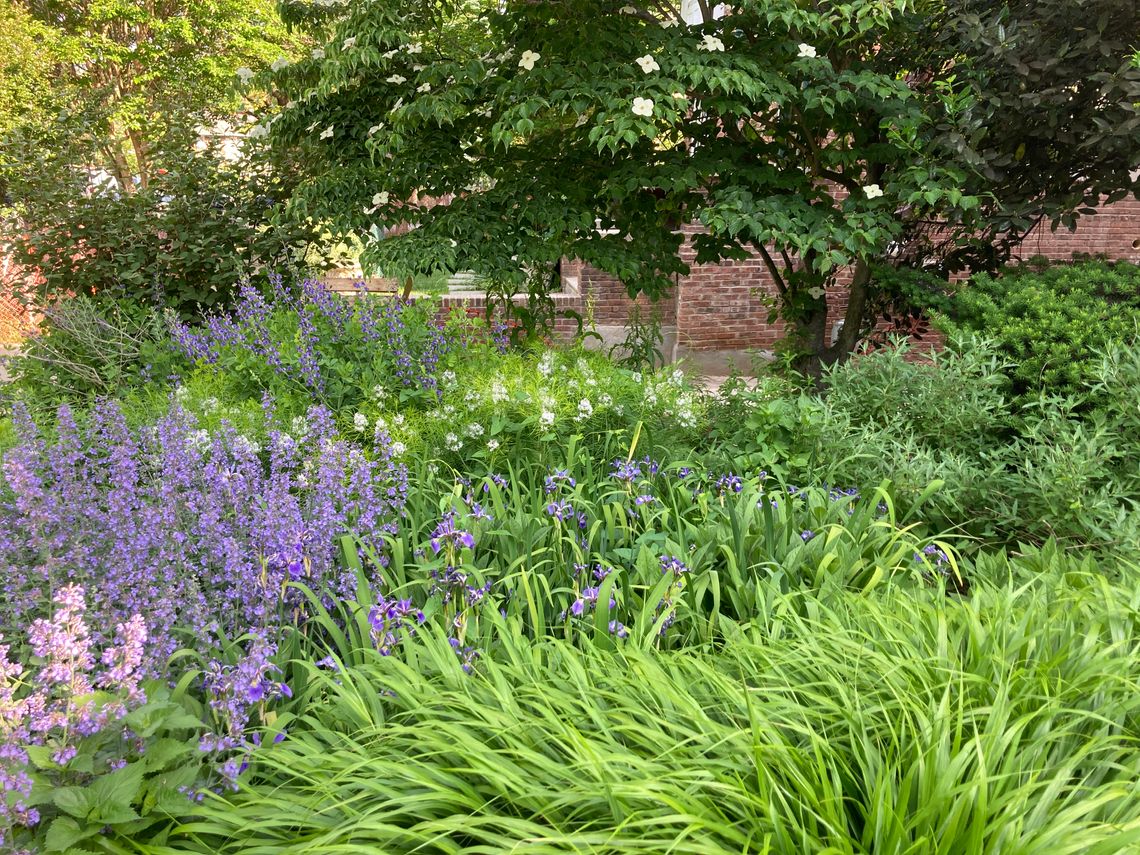 Native plant garden