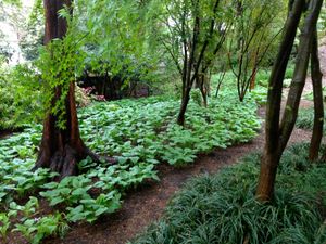 Shade Garden